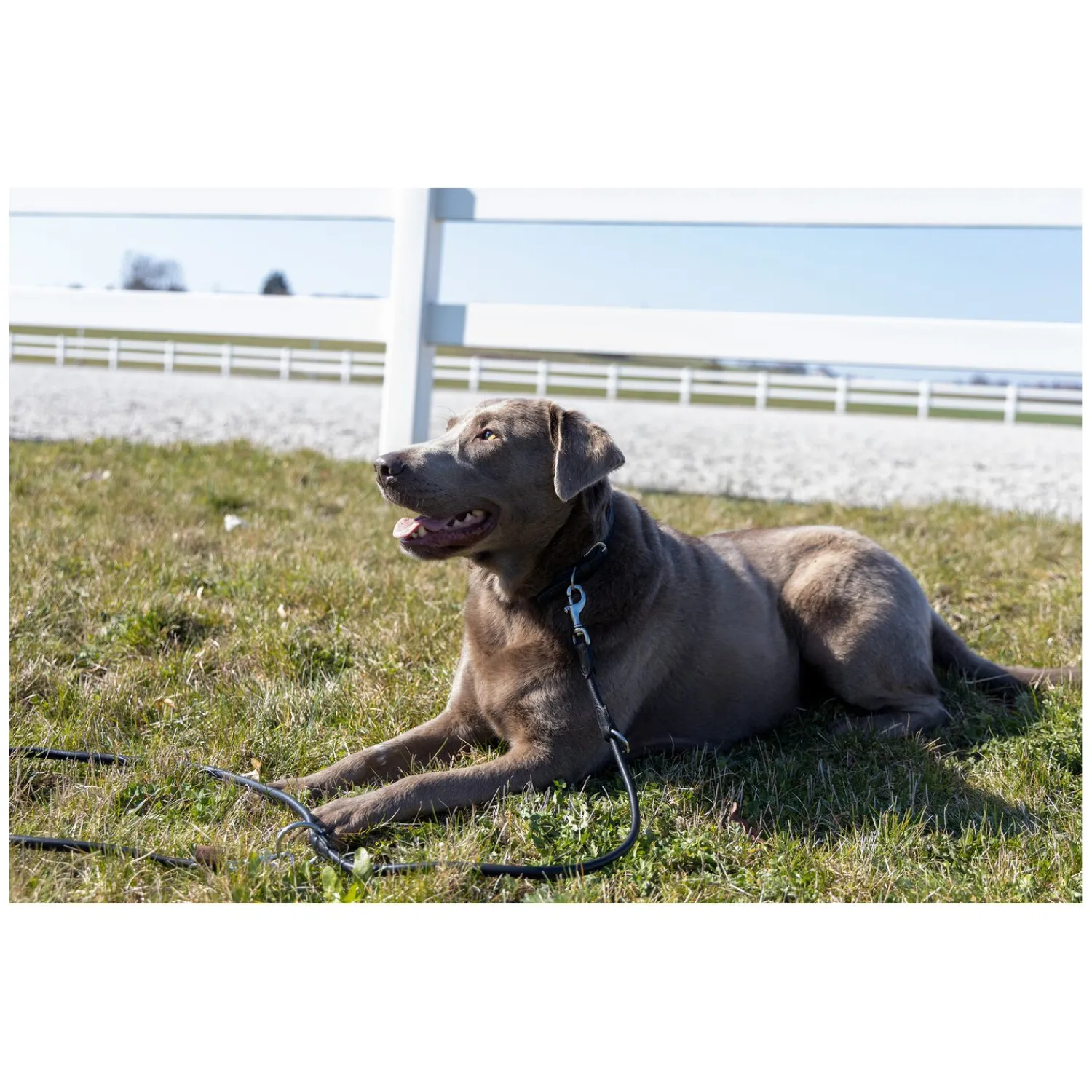 pawberry Hundehalsbänder<Hundehalsband Lyon