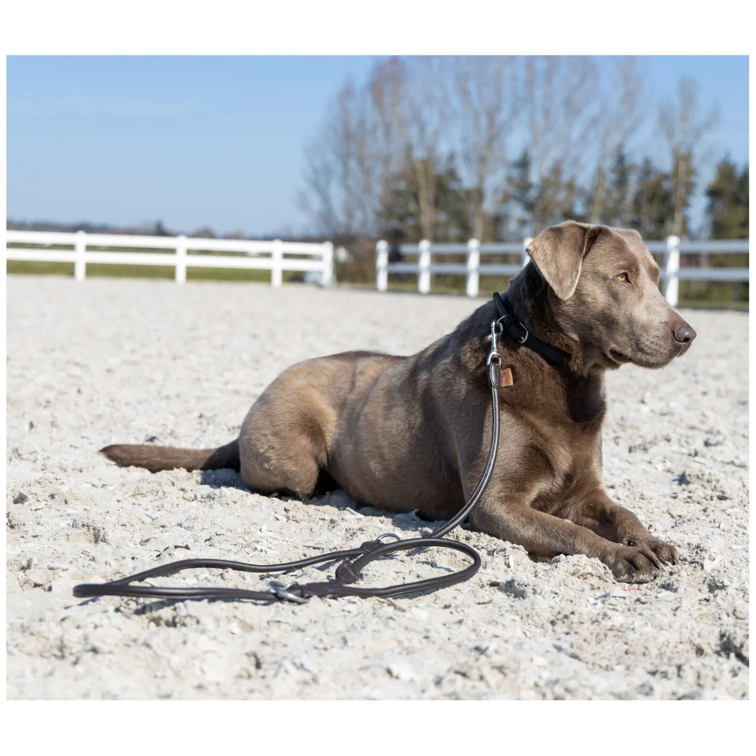 pawberry Hundehalsbänder<Hundehalsband Lyon