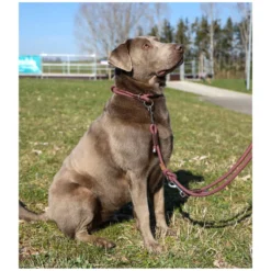 pawberry Hundehalsbänder<Hundehalsband Oslo