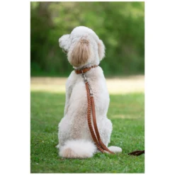 pawberry Hundehalsbänder<Hundehalsband Praha