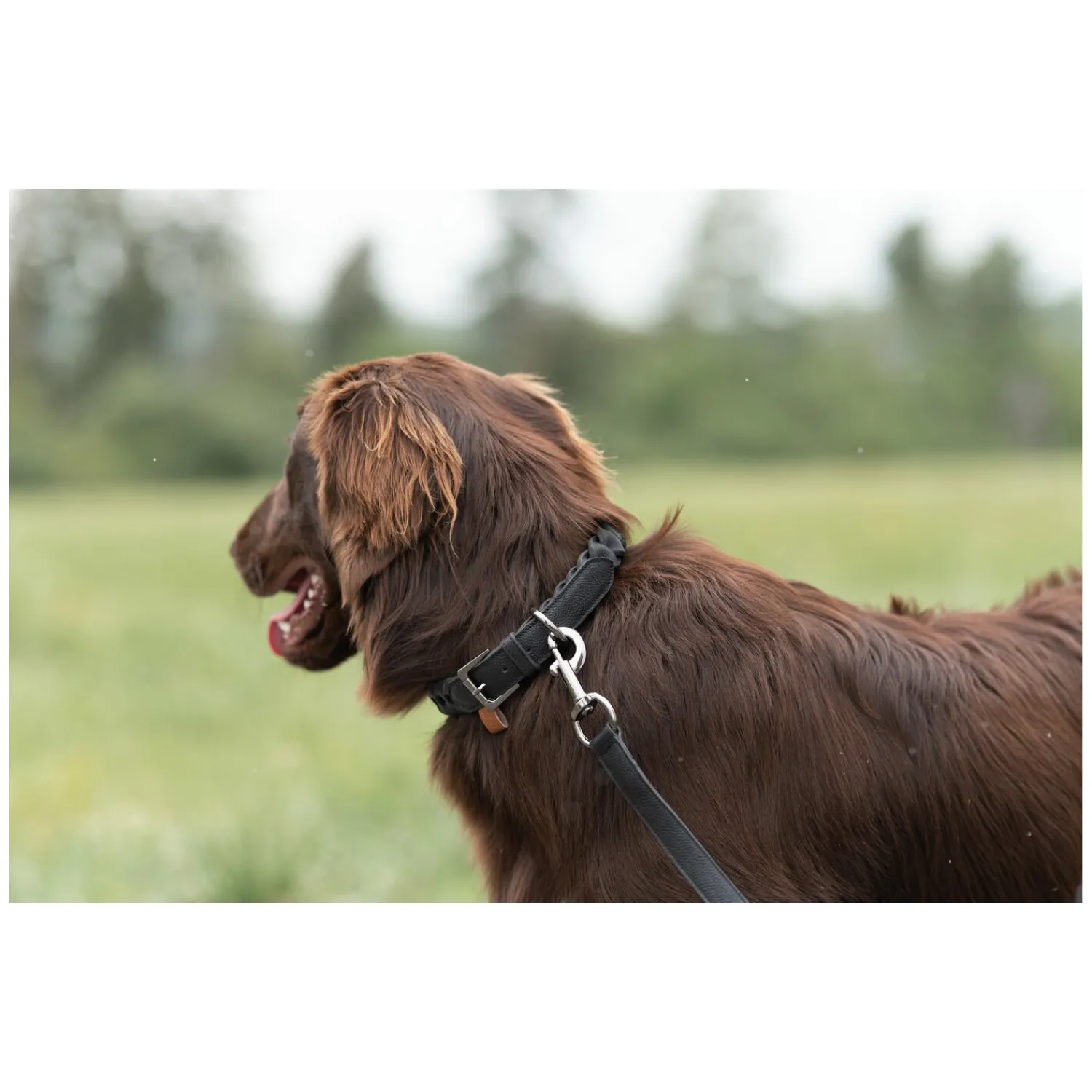 pawberry Hundehalsbänder<Hundehalband Praha