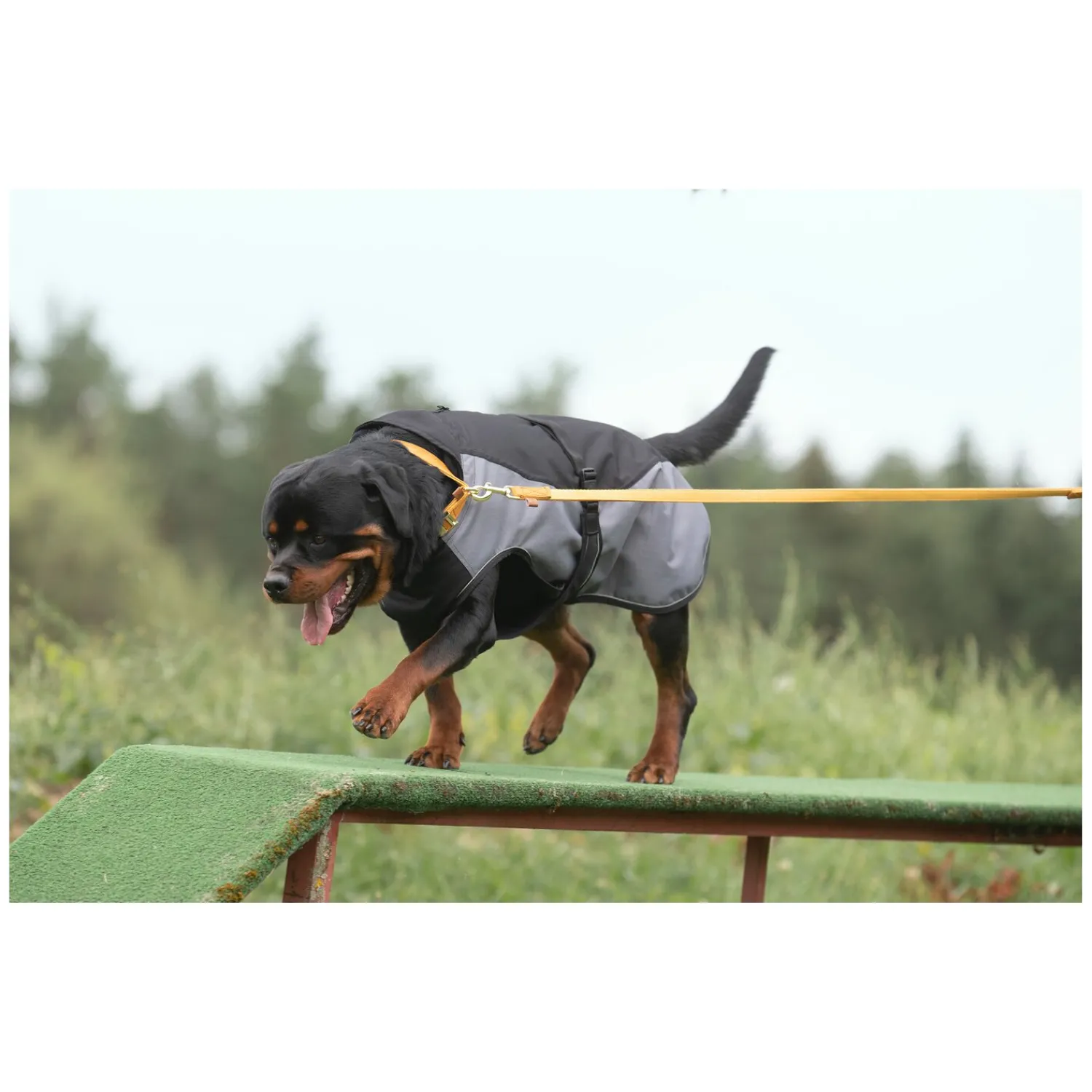 Loesdau Hundehalsbänder<pawberry Hundehalsband Sintra