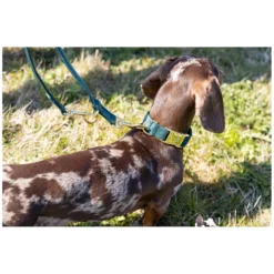 pawberry Hundehalsbänder<Hundehalsband Valencia