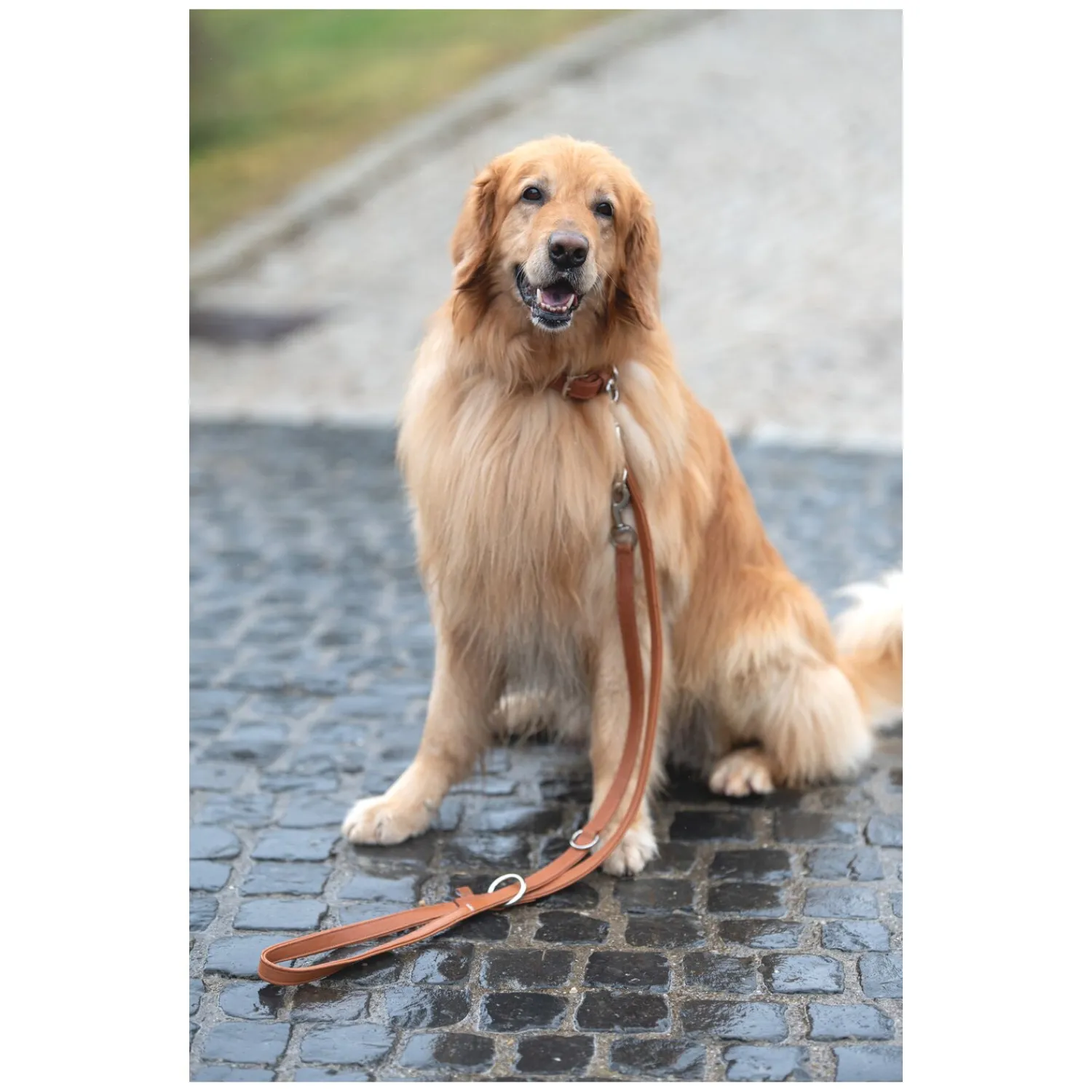 pawberry Hundeleinen<Hundeleine Melun