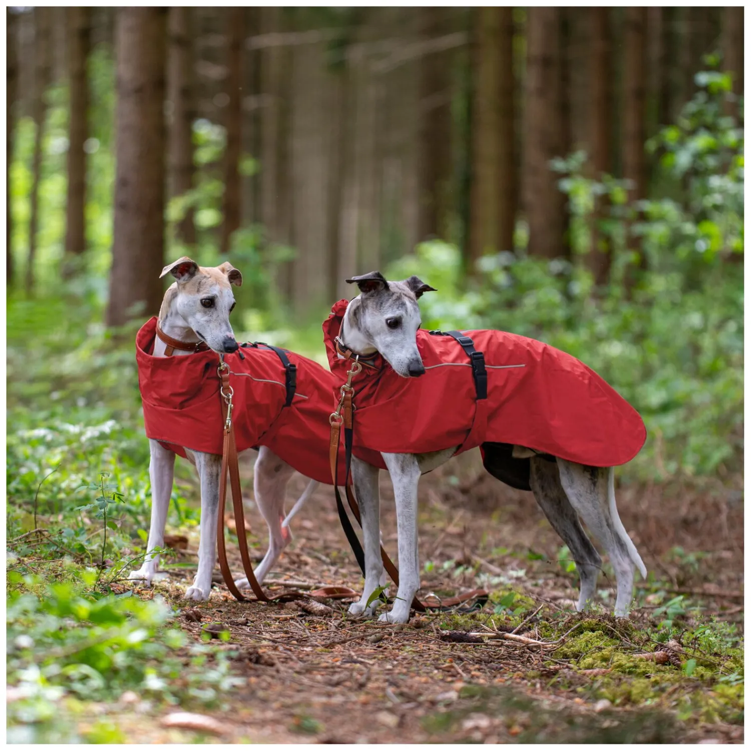 pawberry Hundemäntel<Hundemantel Rainstormer