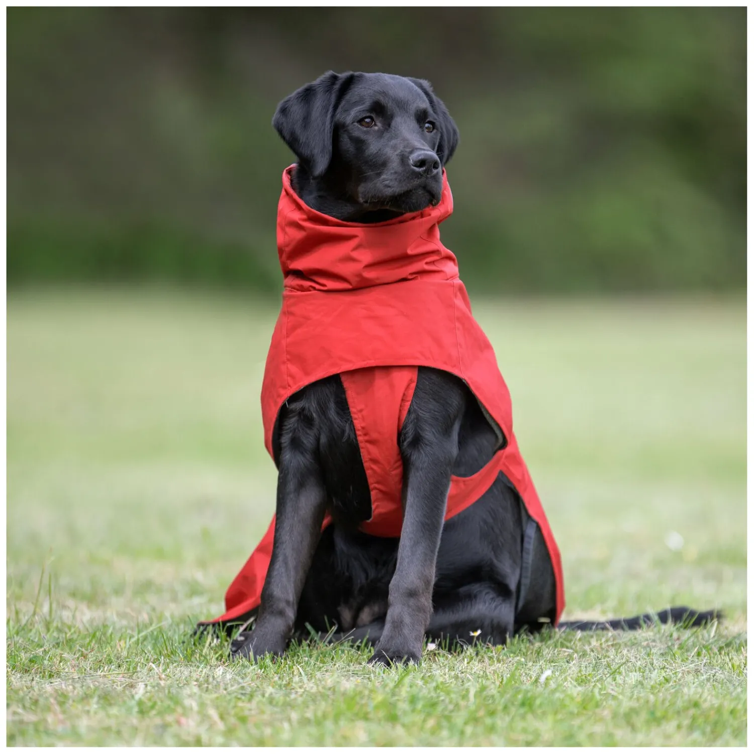 pawberry Hundemäntel<Hundemantel Rainstormer