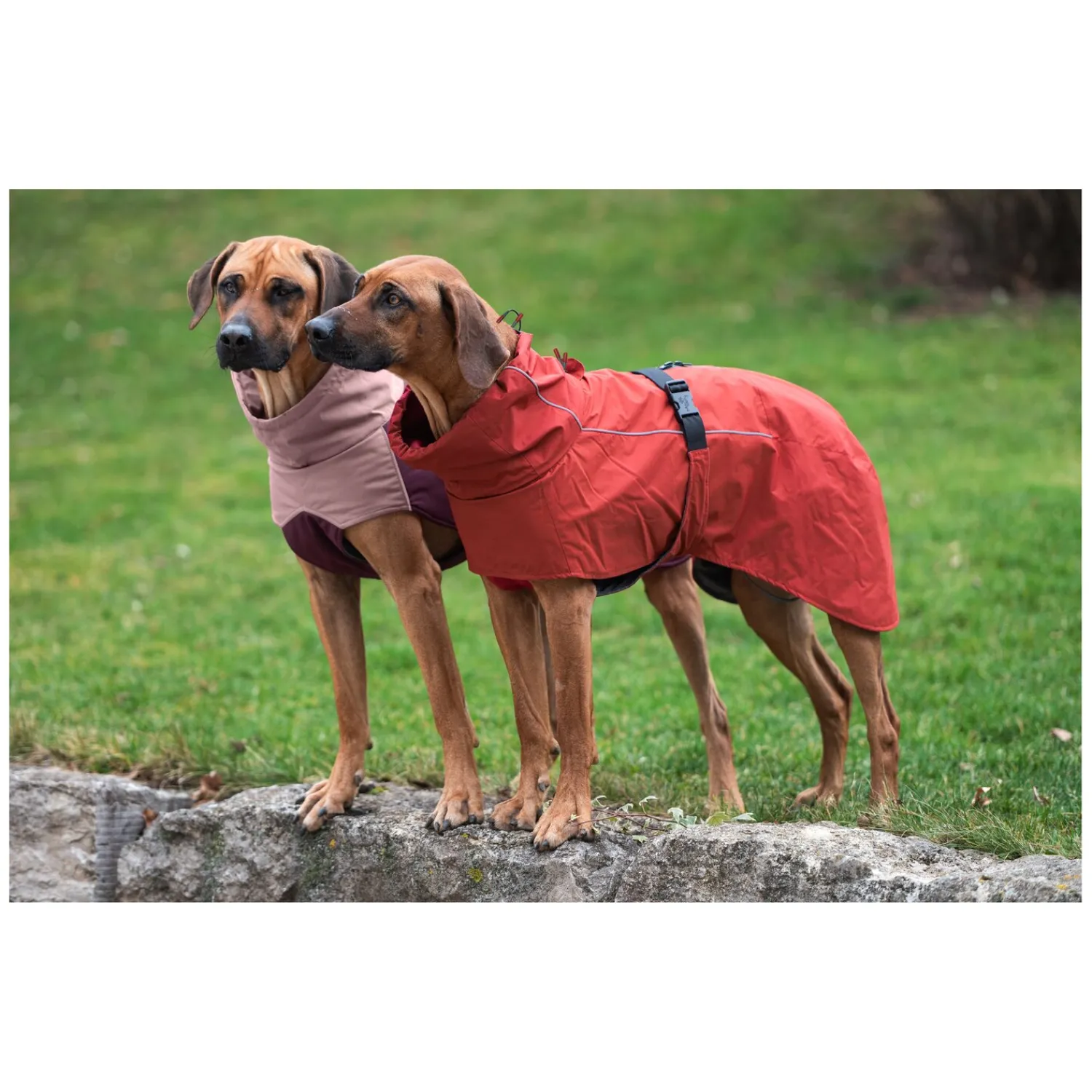 pawberry Hundemäntel<Hundemantel Rainstormer