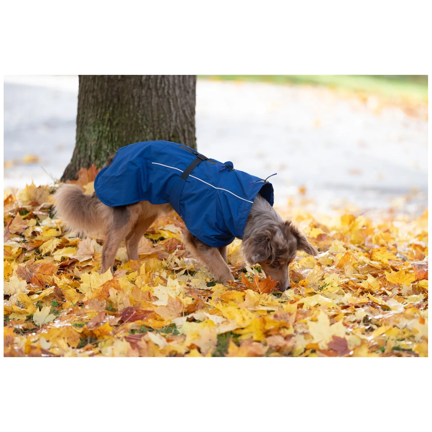 pawberry Hundemäntel<Hundemantel Rainstormer