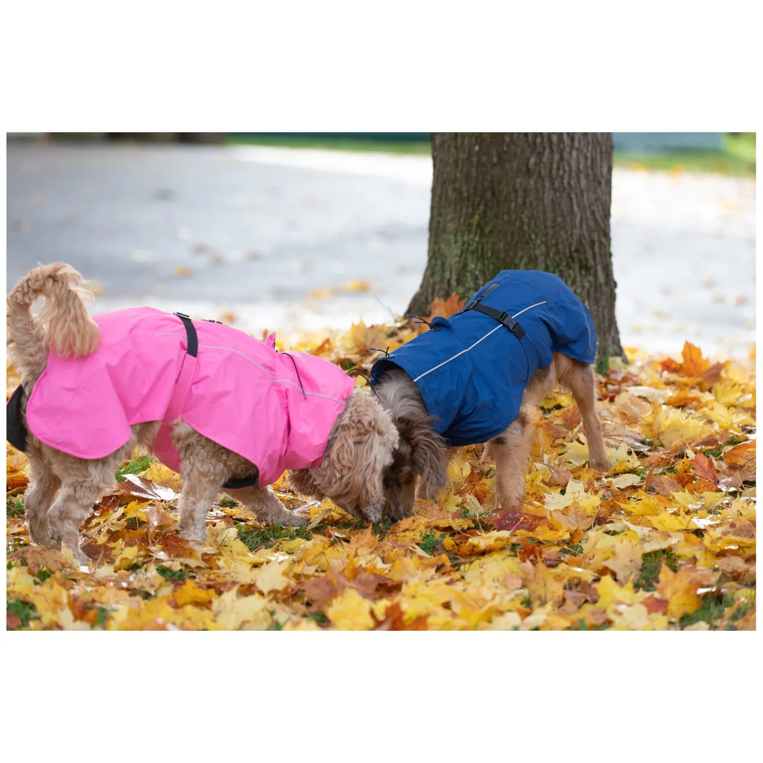 pawberry Hundemäntel<Hundemantel Rainstormer