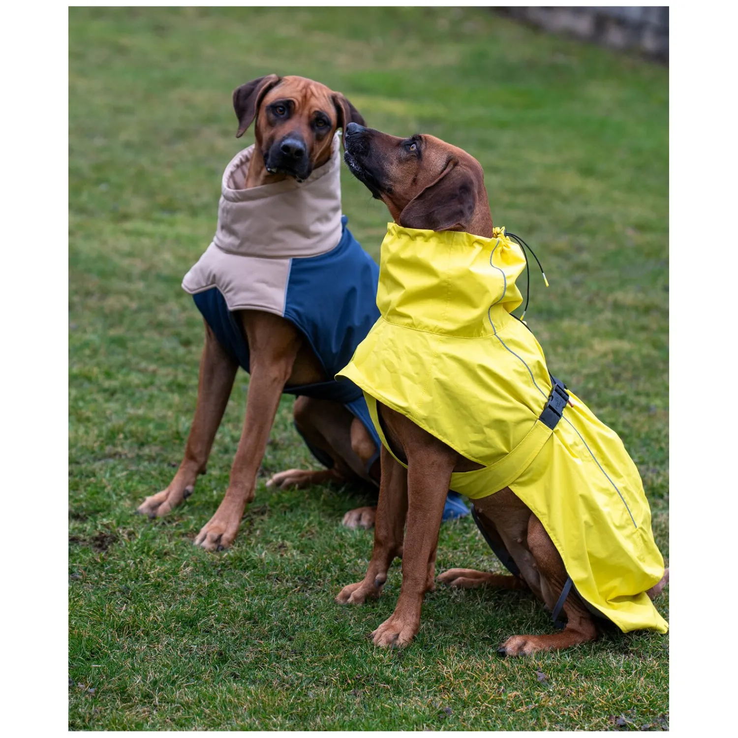 pawberry Hundemäntel<Hundemantel Rainstormer