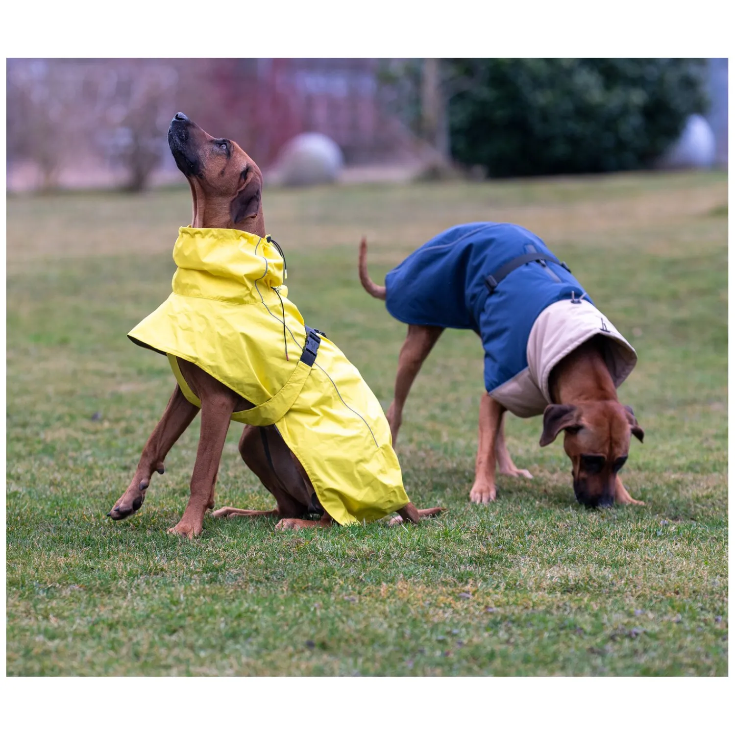 pawberry Hundemäntel<Hundemantel Rainstormer