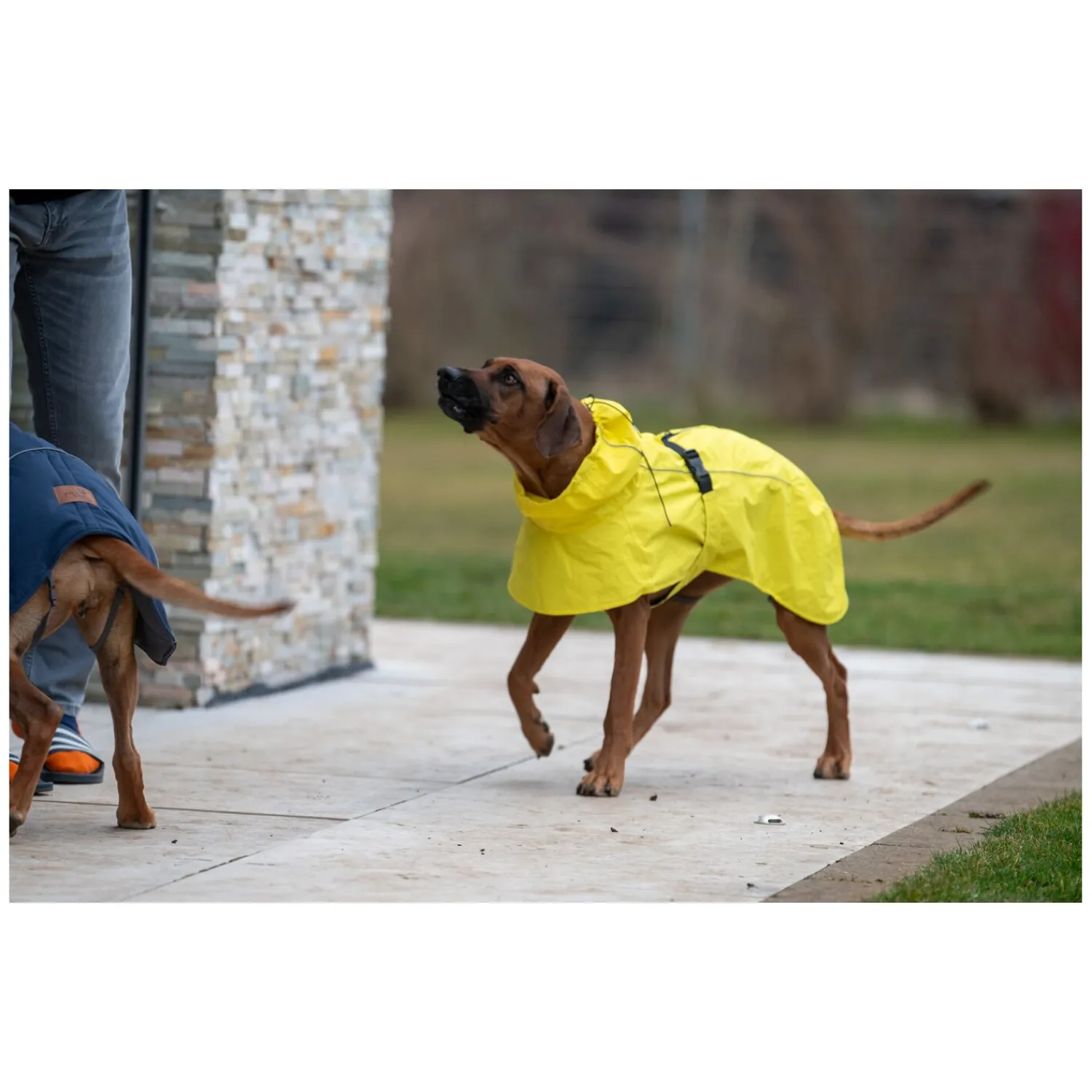 pawberry Hundemäntel<Hundemantel Rainstormer