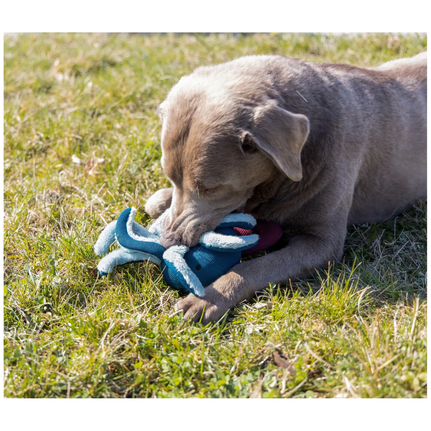 Loesdau Hundespielzeug<pawberry Hundespielzeug Krake