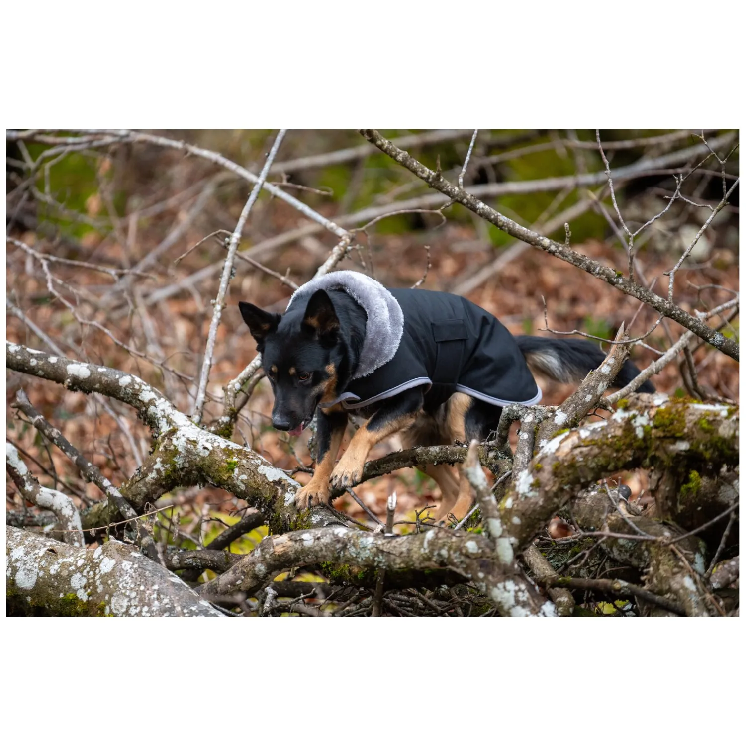 pawberry Hundemäntel<Hunde-Wintermantel Stockholm
