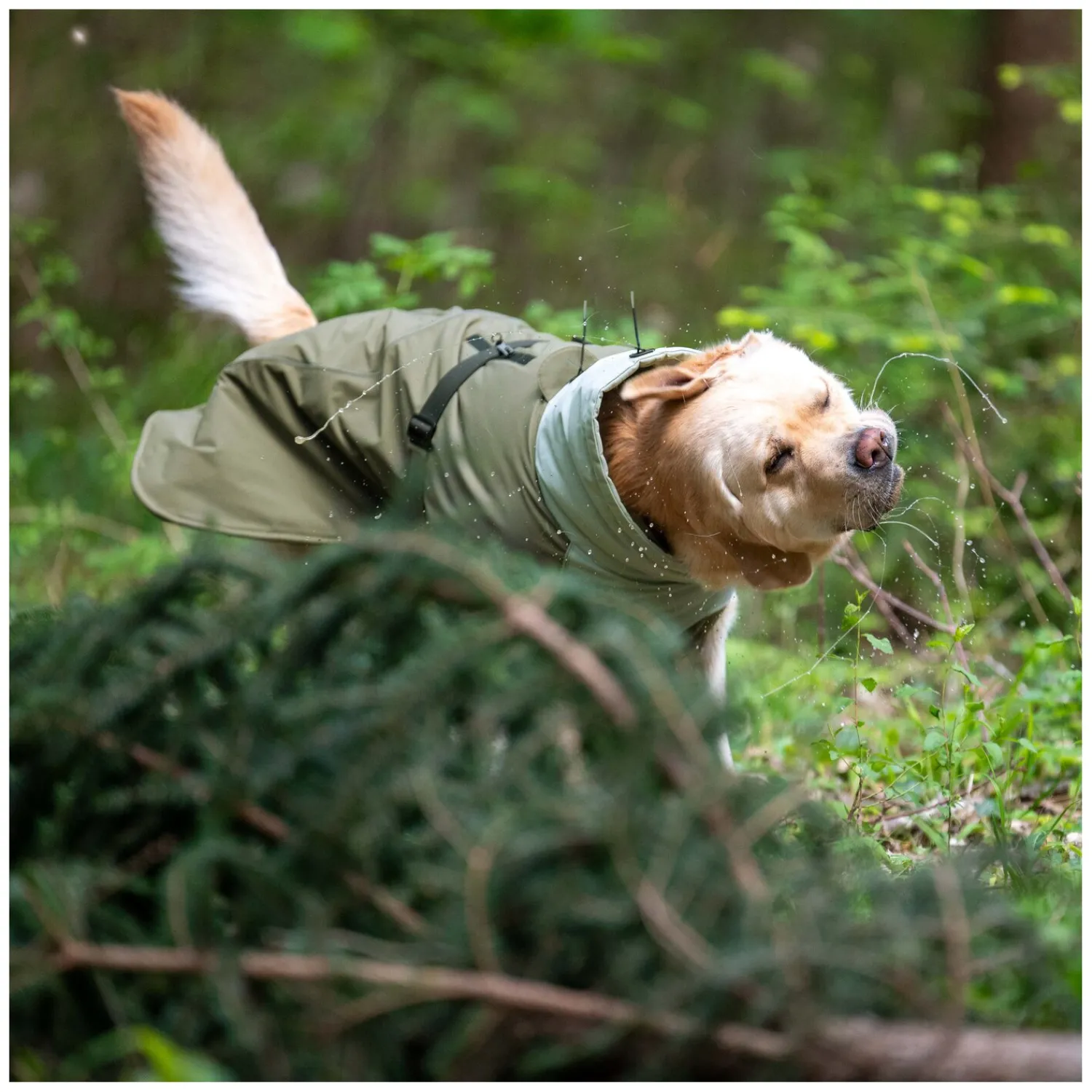 pawberry Hundemäntel<Hunde-Wintermantel Random
