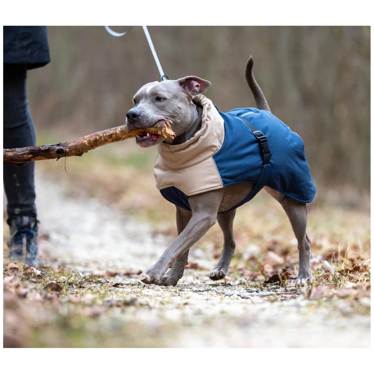 pawberry Hundemäntel<Hunde-Wintermantel Random