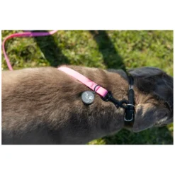 pawberry Hundeleinen<Schleppleine Doncaster