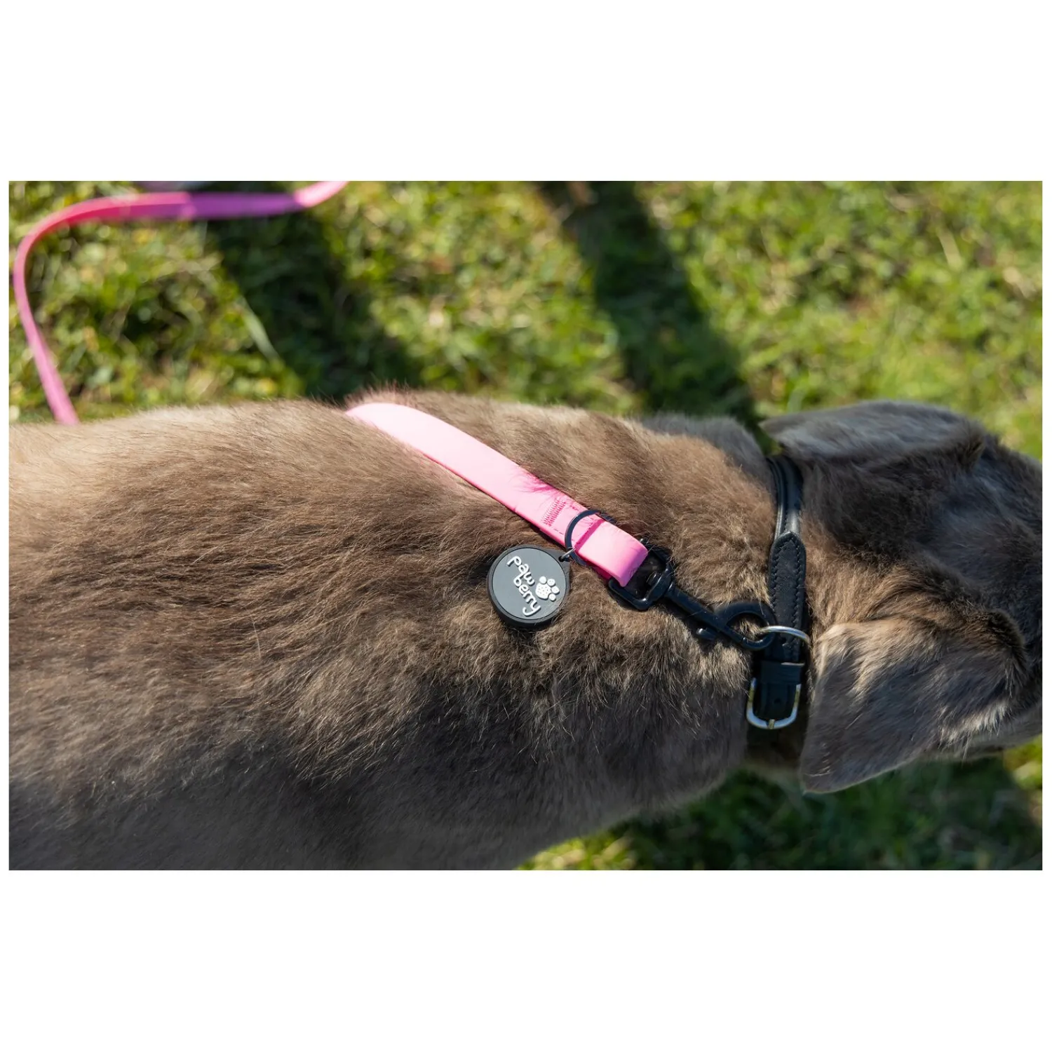 pawberry Hundeleinen<Schleppleine Doncaster