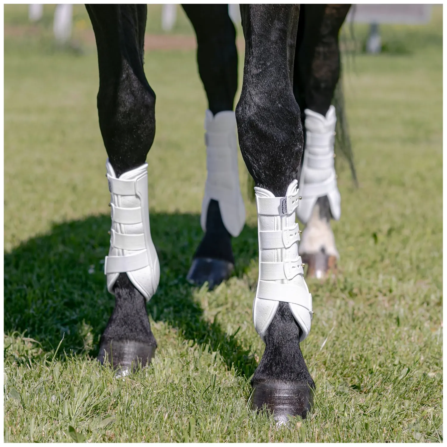 PROTECT by Horse-Friends Gamaschen<Dressurgaaschen Aadora H, hinten