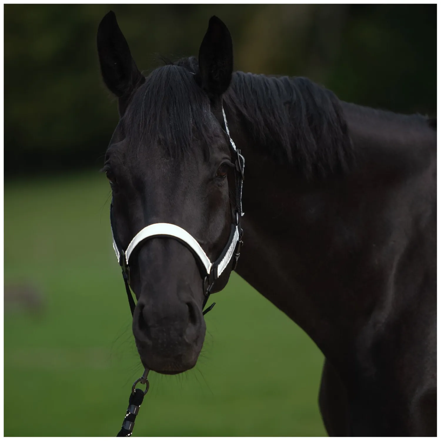 PROTECT by Horse-Friends Halfter<Halfter