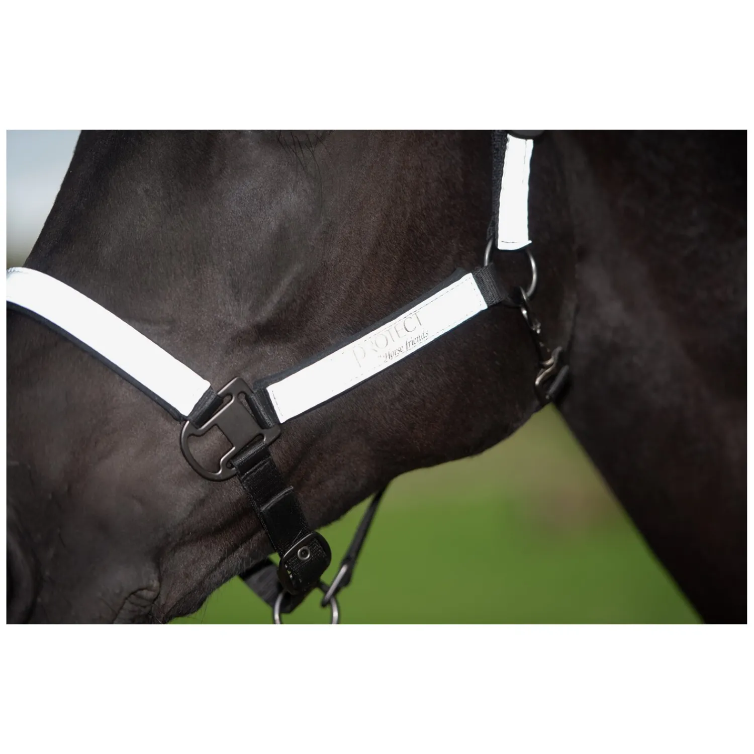 PROTECT by Horse-Friends Halfter<Halfter