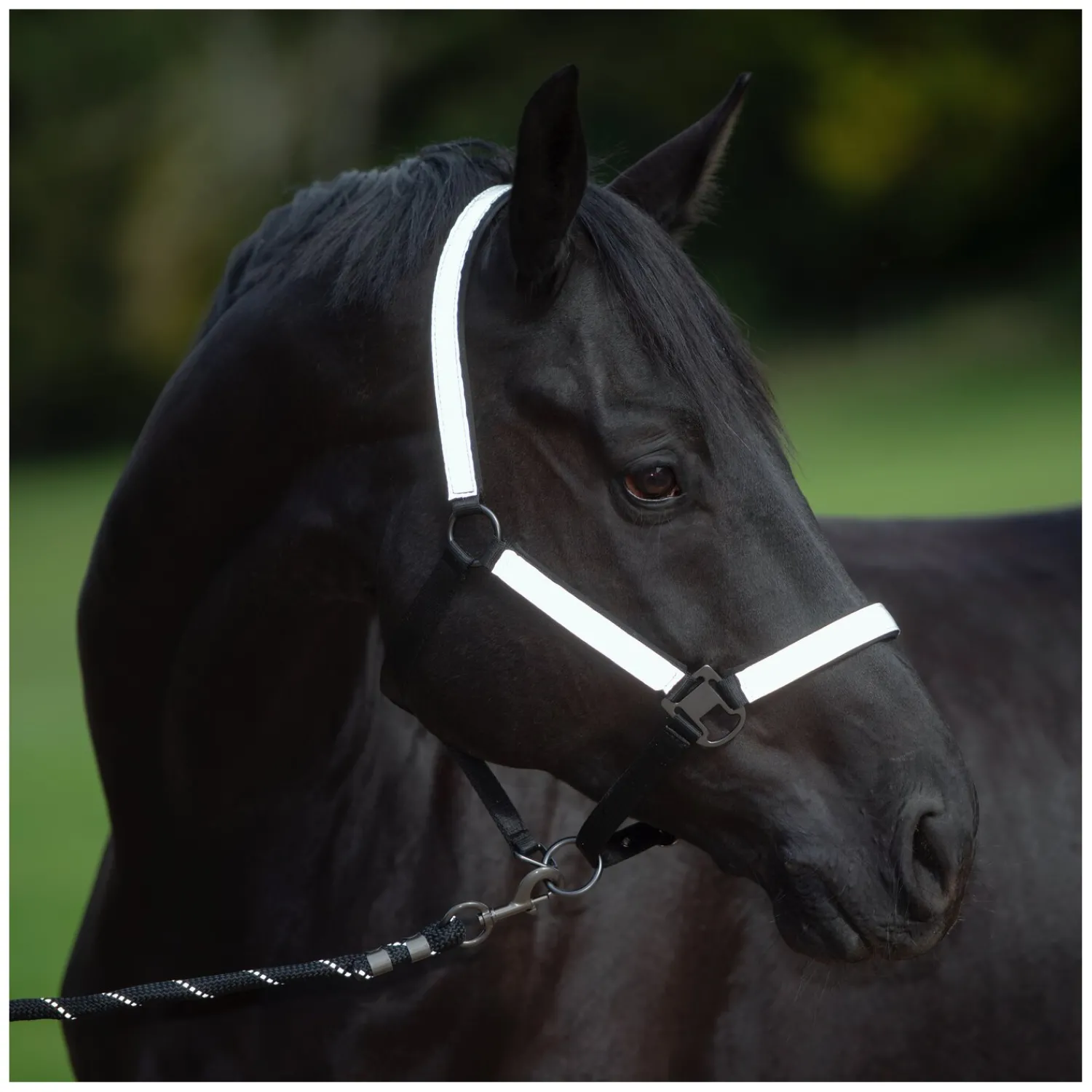 PROTECT by Horse-Friends Halfter<Halfter