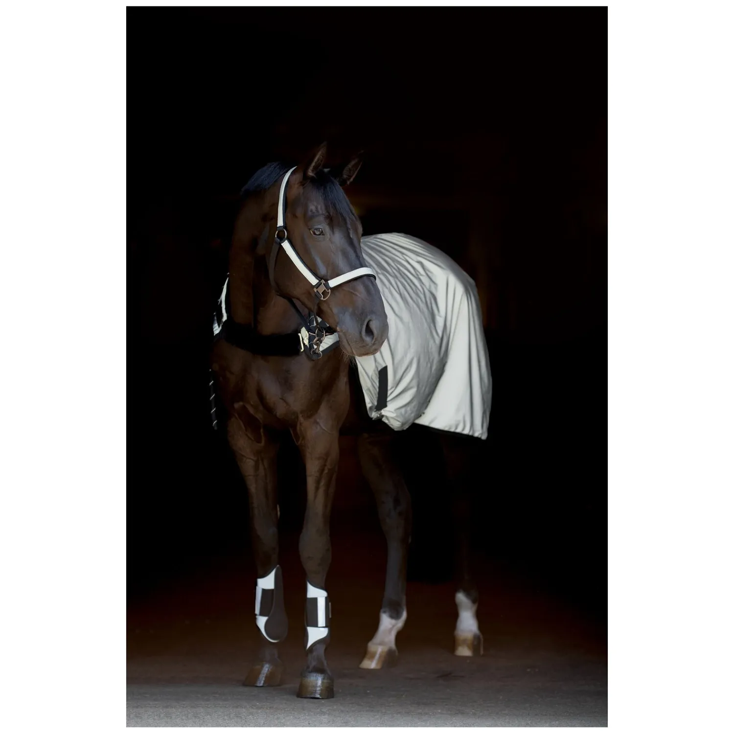 PROTECT by Horse-Friends Halfter<Halfter