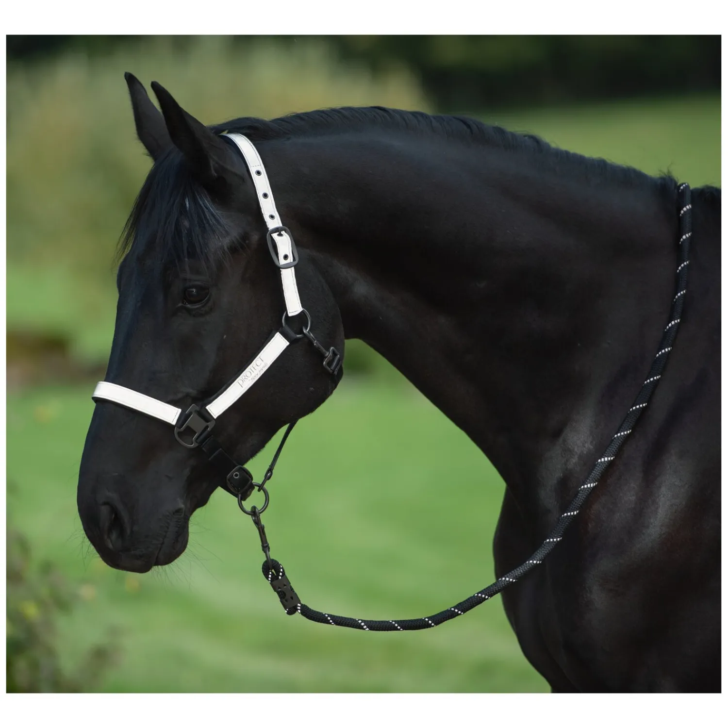 PROTECT by Horse-Friends Halfter<Halfter
