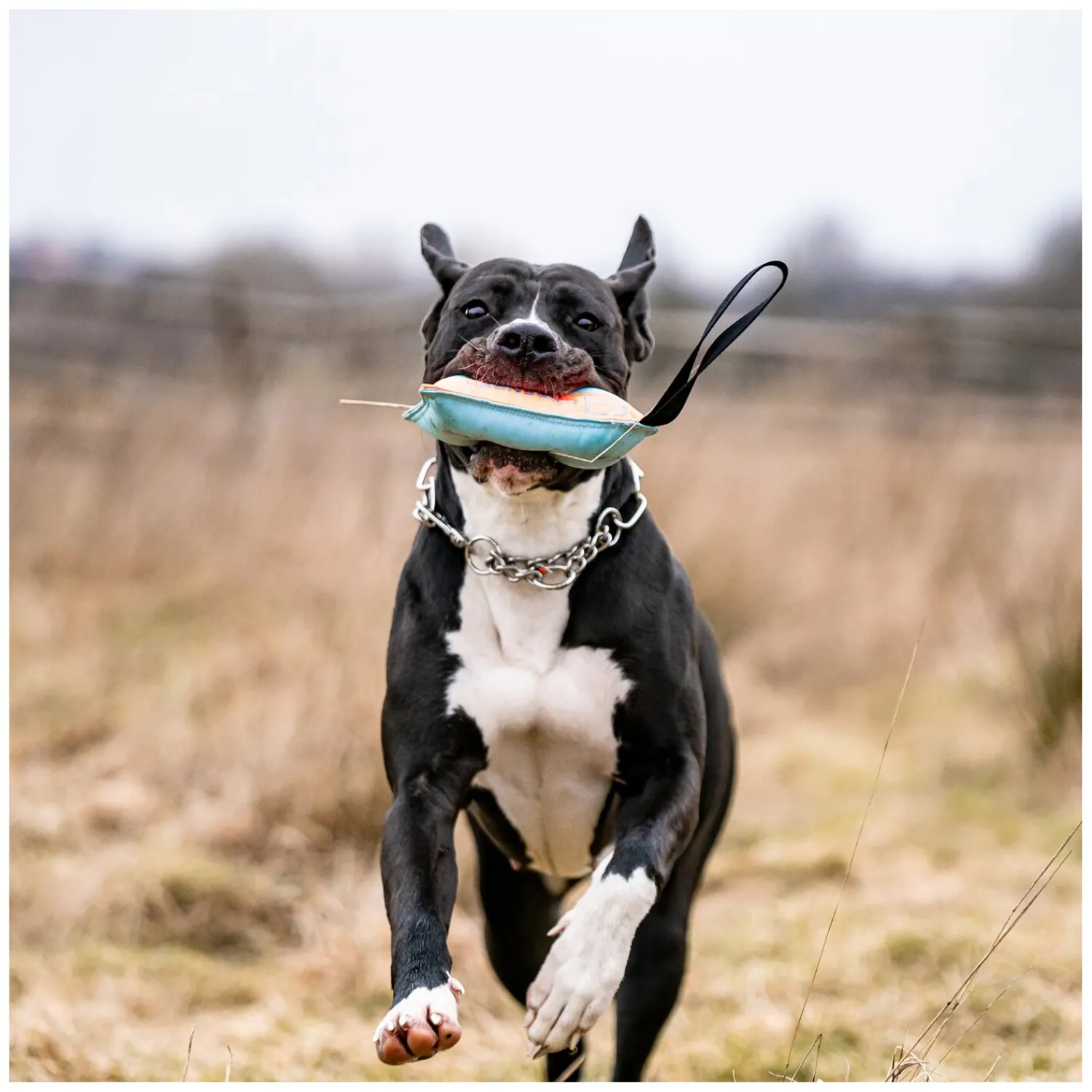 SPRENGER Hundespielzeug<Hundepielzeug Kien