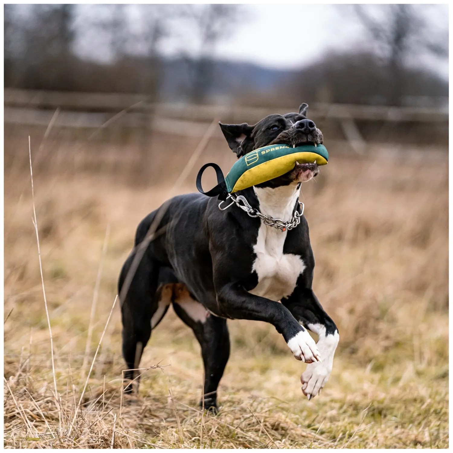 Loesdau Hundespielzeug<SPRENGER Hundespielzeug Soft Bringsel