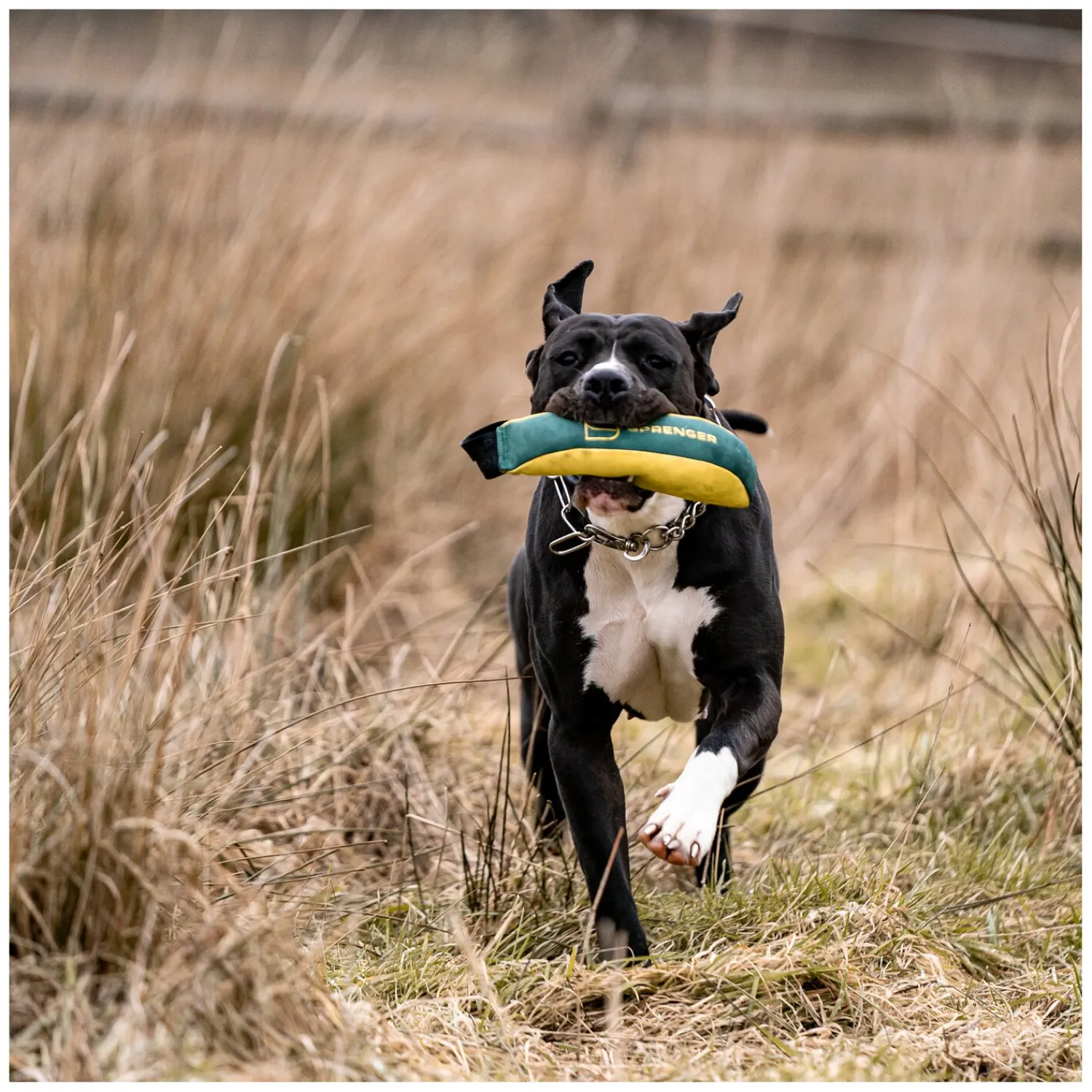 Loesdau Hundespielzeug<SPRENGER Hundespielzeug Soft Bringsel