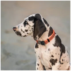 SPRENGER Hundehalsbänder<Verstellbares Hundehalsband mit ClicLock-Verschluss