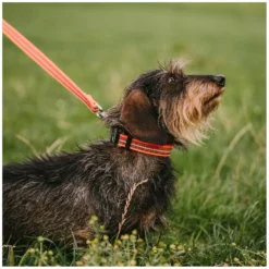 SPRENGER Hundehalsbänder<Verstellbares Hundehalsband mit ClicLock-Verschluss