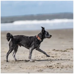 SPRENGER Hundehalsbänder<Verstellbares Hundehalsband mit ClicLock-Verschluss