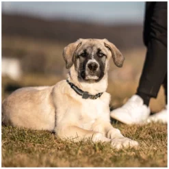 SPRENGER Hundehalsbänder<Verstellbares Hundehalsband mit ClicLock-Verschluss