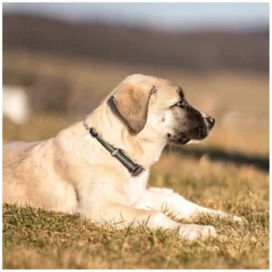 SPRENGER Hundehalsbänder<Verstellbares Hundehalsband mit ClicLock-Verschluss