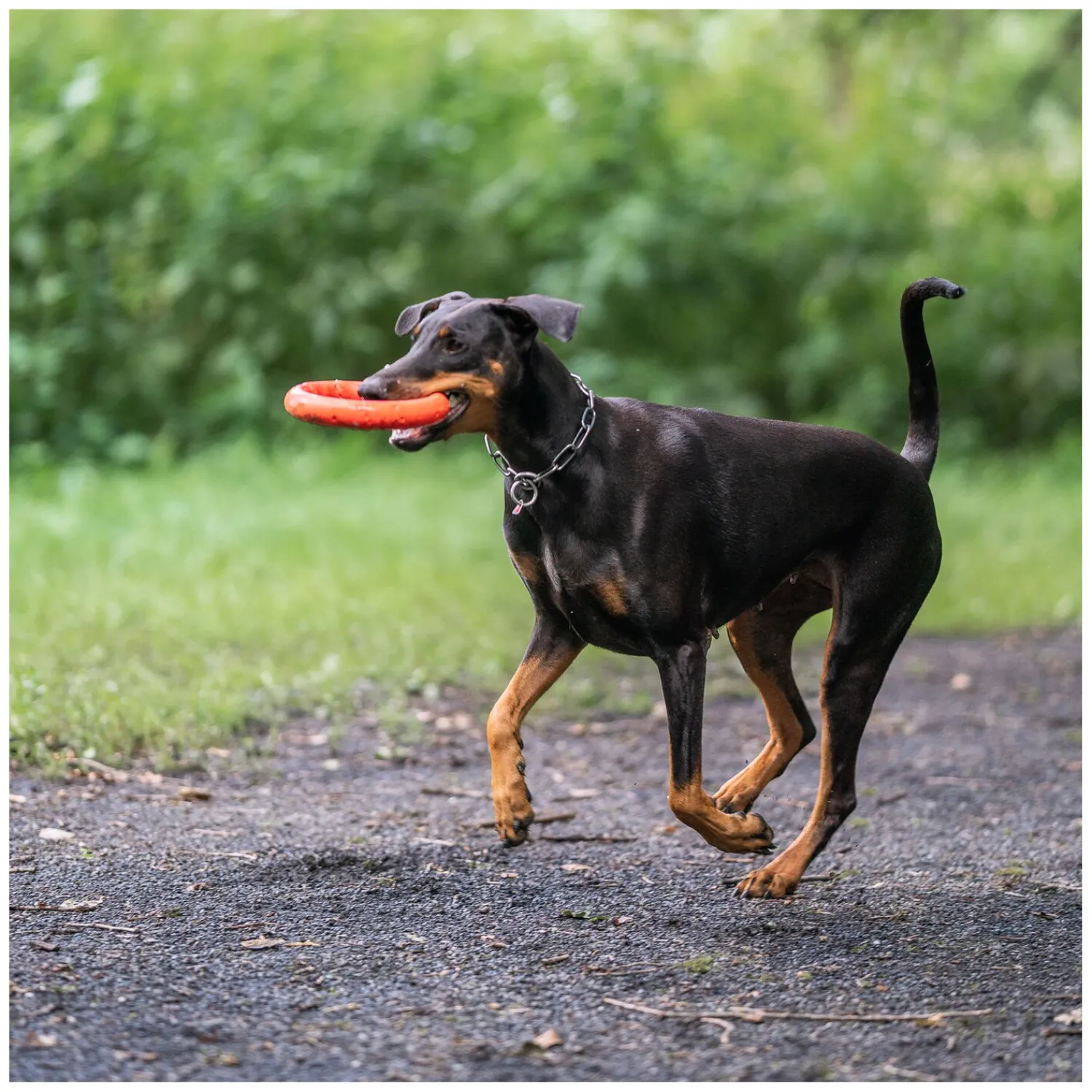 SPRENGER Hundespielzeug<Wurfring