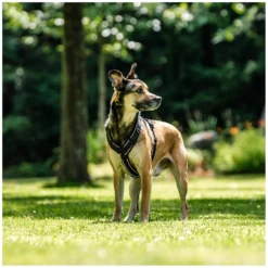 SPRENGER Hundegeschirre<Y-Hundegechirr 2.0, refektierend