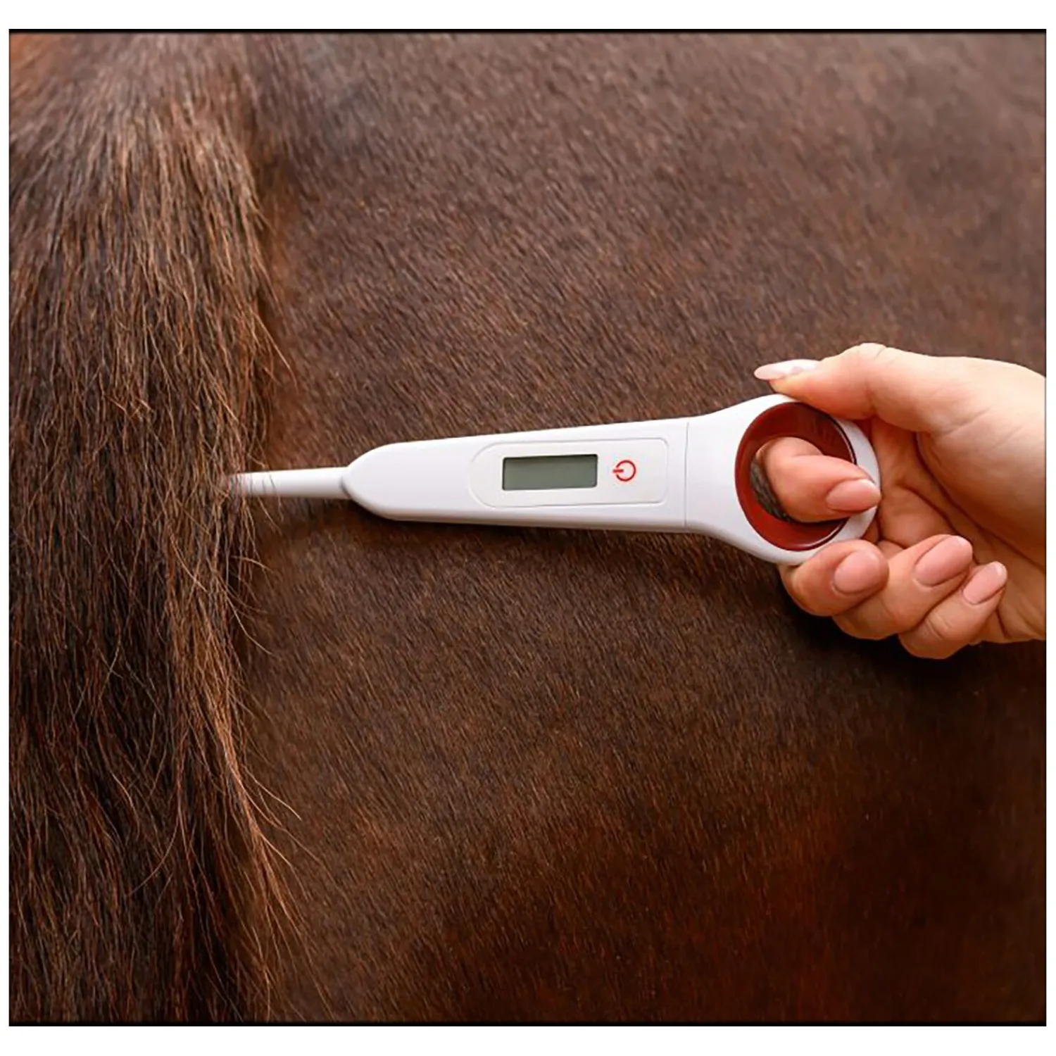 Loesdau Stallapotheke<WALDHAUSEN Digital-Fieberthermometer für Pferde